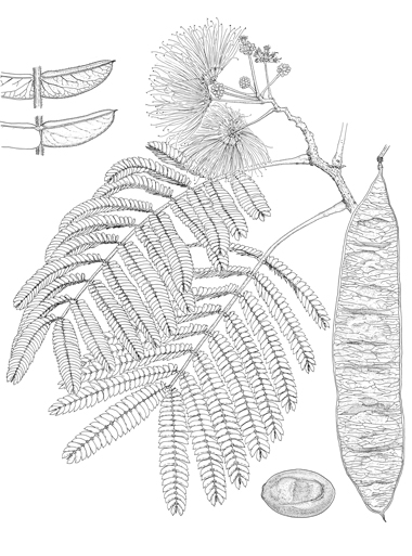 Albizia julibrissin